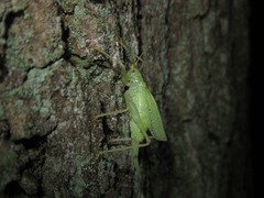 Meconema thalassinum