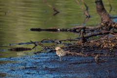 Calidris temminckii