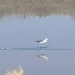 Charadriiformes