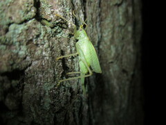 Meconema thalassinum