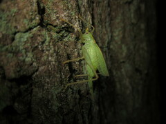 Meconema thalassinum