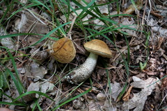 Leccinellum pseudoscabrum