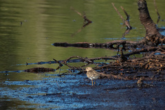 Calidris temminckii