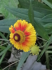 Helenium