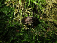 Carabus granulatus