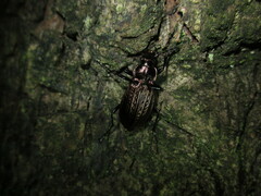 Carabus granulatus