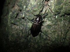 Carabus granulatus
