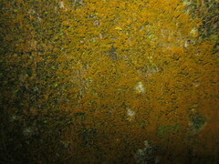 Trentepohlia umbrina