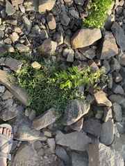 Oldenlandia corymbosa