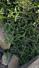 Oldenlandia corymbosa