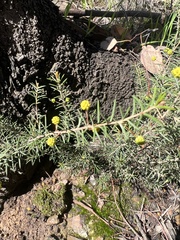 Acacia brownii