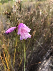 Gladiolus hirsutus