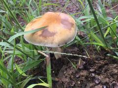 Psilocybe cubensis