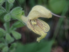 Salvia glutinosa