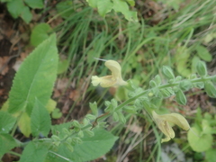 Salvia glutinosa