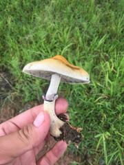 Psilocybe cubensis