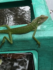 Bronchocela jubata
