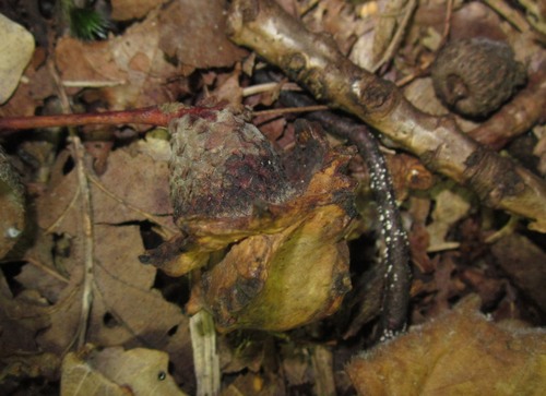 Knopper Gall Wasp, Leidschendam, Nederland, photo 8 of 10