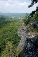 Pinus nigra pallasiana