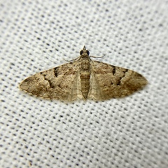 Mnesiloba eupitheciata