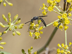 Poecilotiphia gracilis