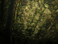 Dromius quadrimaculatus