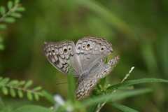 Junonia atlites