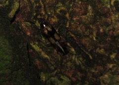 Dromius quadrimaculatus