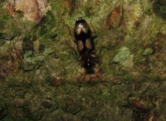Dromius quadrimaculatus