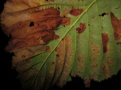 Cameraria ohridella