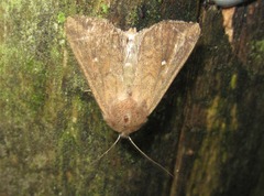 Mythimna albipuncta