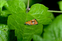 Olethreutes arcuella