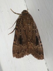 Amphipyra pyramidea