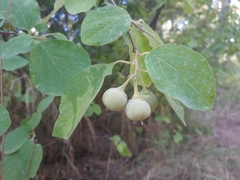 Styrax officinalis
