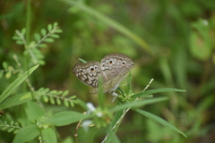 Junonia atlites
