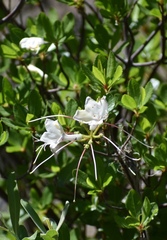 Rhododendron occidentale