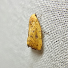 Earias luteolaria