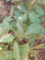 Quercus pubescens