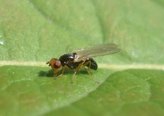 Chamaepsila