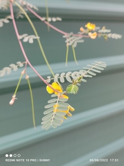 Sesbania cannabina