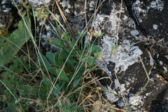 Anthyllis vulneraria boissieri