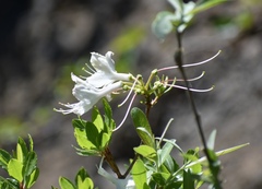 Rhododendron occidentale