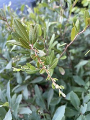 Chamaedaphne calyculata