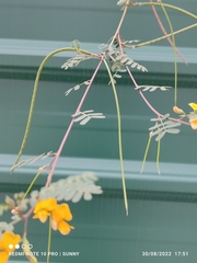 Sesbania cannabina