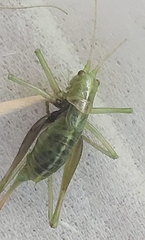 Meconema meridionale
