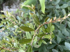 Chamaedaphne calyculata