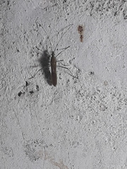 Coreoidea