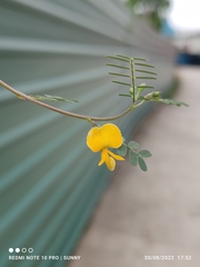 Sesbania cannabina