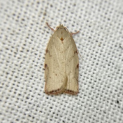 Euchaetis inceptella