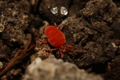Trombidiidae